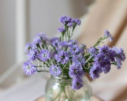 孔雀草插花怎样既美观又易养？有哪些小窍门？
