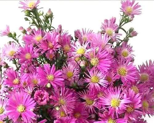 孔雀草插花怎样既美观又易养？有哪些小窍门？