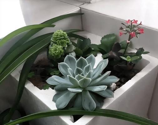 花盆的土可以添加泡沫吗？添加泡沫有什么好处？