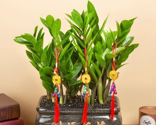 摇钱树适合哪种花盆？原因何在？