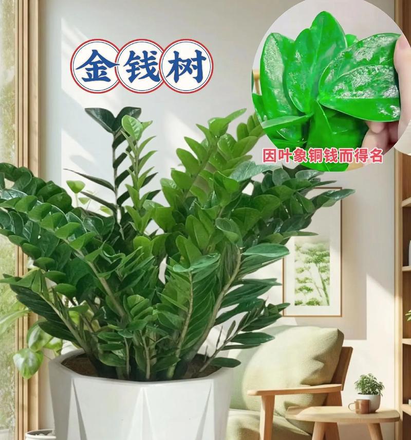 摇钱树适合哪种花盆？原因何在？