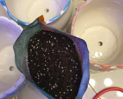 水培花盆土中黑色粉末如何清理？去除方法有哪些？