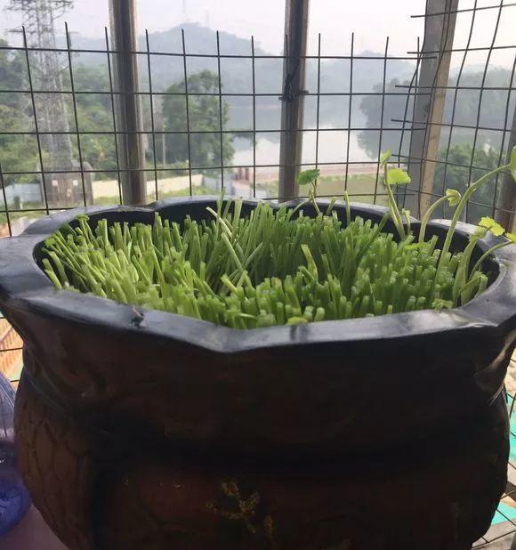水培花盆土中黑色粉末如何清理？去除方法有哪些？