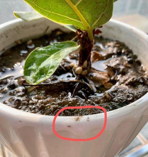 花盆土变粉末状且有虫还能用吗？有毒性吗？