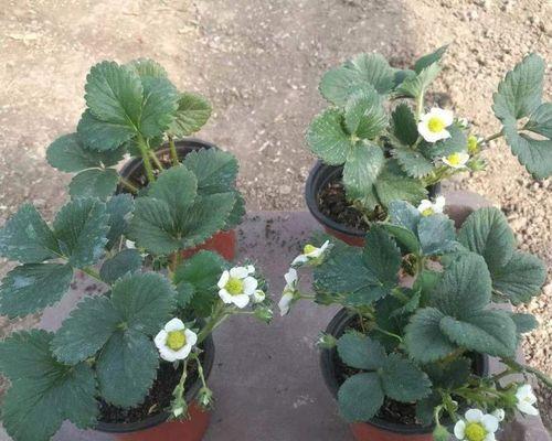 草莓苗盆栽种植多久结果一次？如何管理以提高产量？