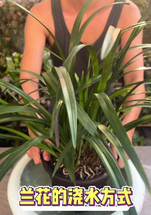 兰花盆种植管理技巧有哪些？如何促进兰花生长？
