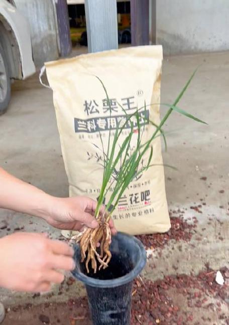 兰花盆种植管理技巧有哪些？如何促进兰花生长？