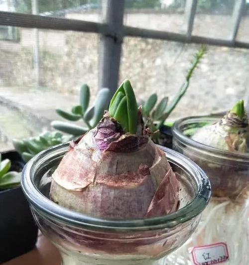 花盆不漏水水培如何实现？