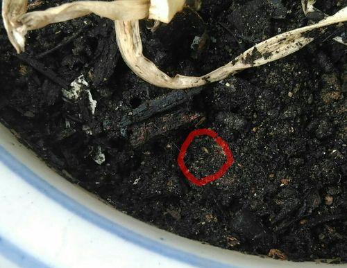 花盆底部出现黑色粉末怎么办？这是什么问题？