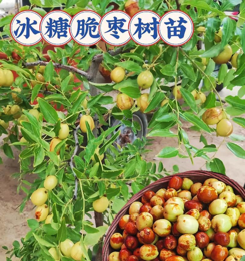 北方耐寒盆栽枣树有哪些推荐？如何选择适合的品种？