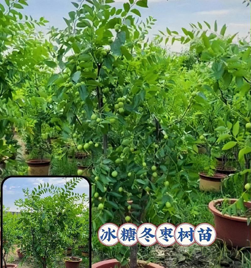北方耐寒盆栽枣树有哪些推荐？如何选择适合的品种？