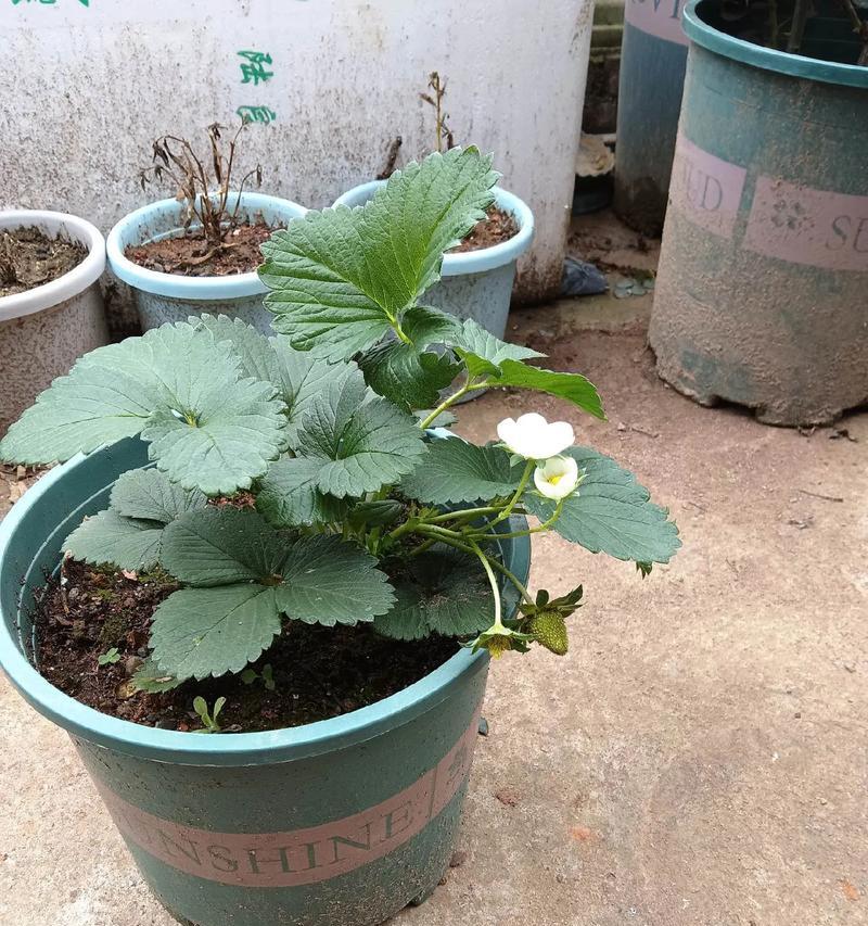 草莓盆栽种植有哪些技巧？如何确保高产和品质？