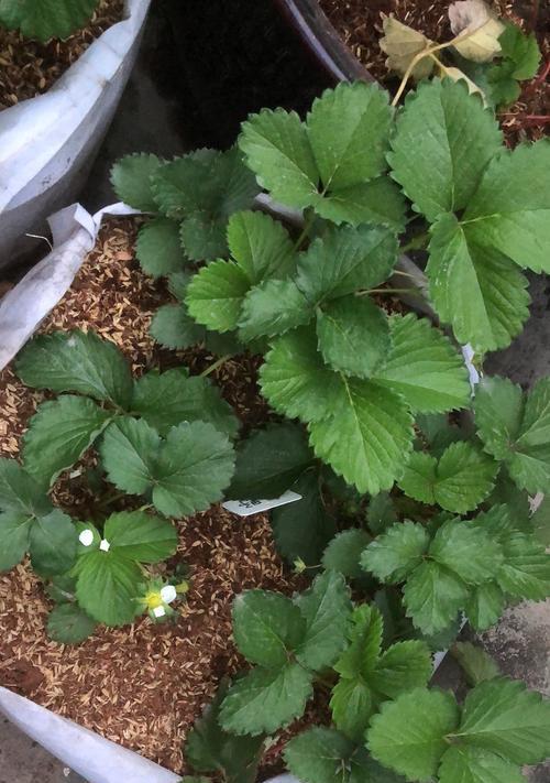 草莓盆栽种植有哪些技巧？如何确保高产和品质？