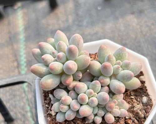 多肉植物像指头一样的叫什么？如何养护？