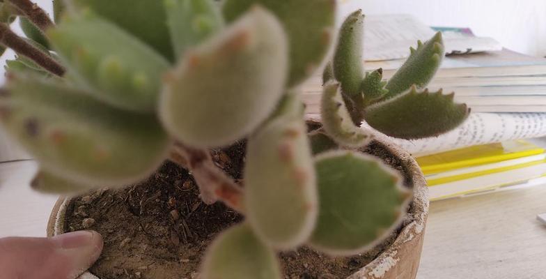 如何有效去除花盆表面的白色粉末？