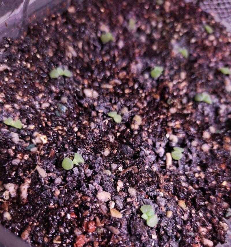 如何有效去除花盆表面的白色粉末？