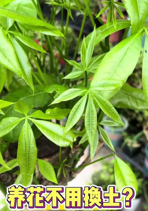 兰花盆油污去除方法有哪些？如何快速清理？
