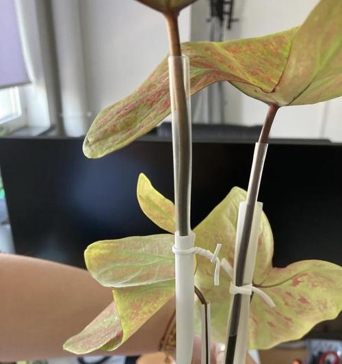 粗吸管如何制作成花盆？教程中有哪些要点？