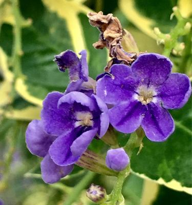 金露花的花语是什么？它寓意着什么？