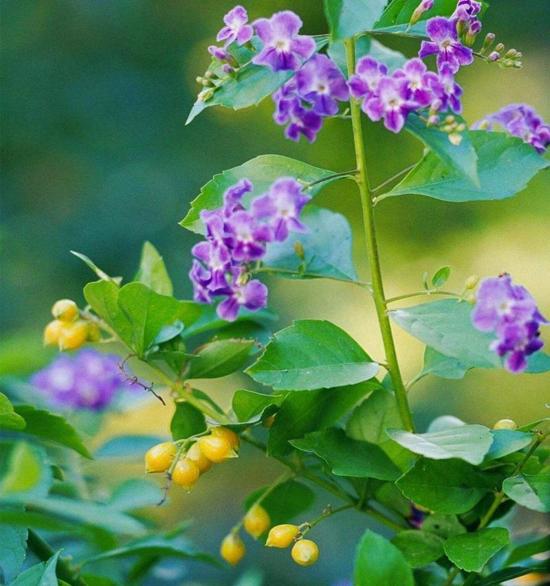 金露花的花语是什么？它寓意着什么？