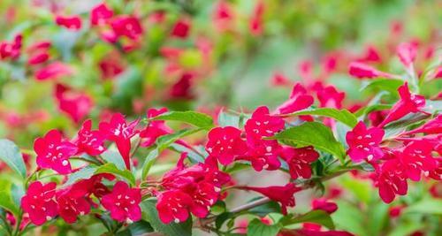 锦带花代表什么意思？锦带花的寓意有哪些常见问题解答？