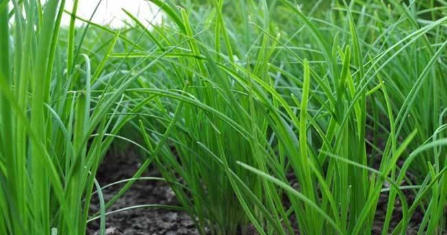 韭菜的风水寓意是什么？种植位置有何讲究？