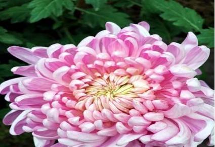 菊花的花语和寓意象征着什么意思？如何正确解读菊花的含义？