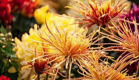 菊花花语代表什么意思？了解菊花的象征意义和文化背景？