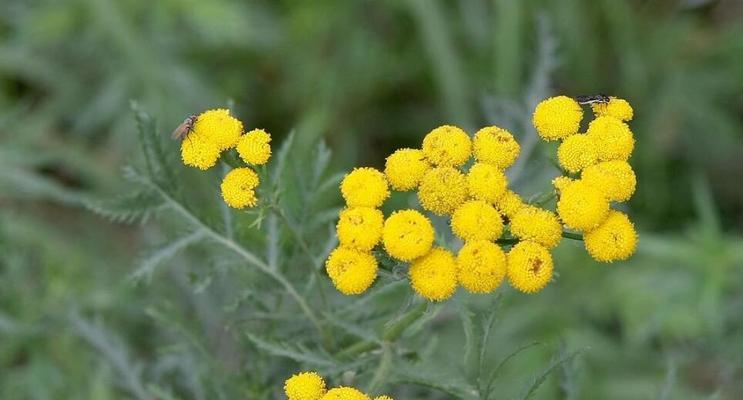 菊科植物有哪些特征？代表植物的特性是什么？