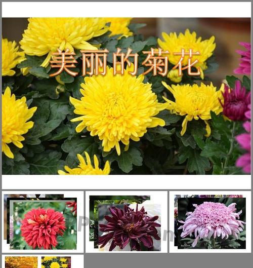 菊科植物有哪些特征？代表植物的特性是什么？