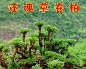卷柏的花语和寓意是什么？卷柏的象征意义有哪些常见问题？