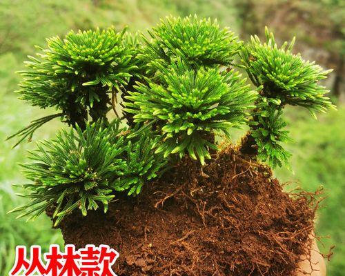 卷柏的花语和寓意是什么？卷柏的象征意义有哪些常见问题？