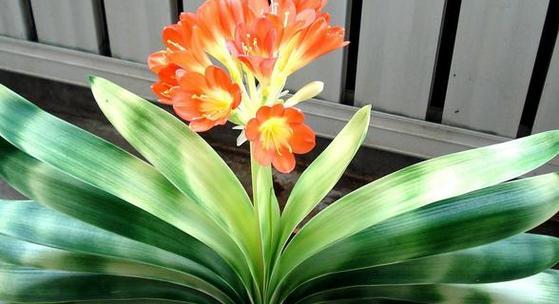 君子兰花语和寓意是什么意思？如何正确理解君子兰的象征意义？