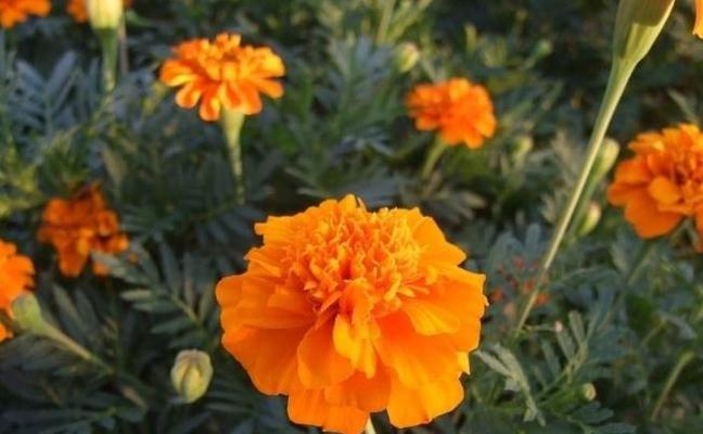 孔雀草的花语是什么？孔雀草寓意着什么？