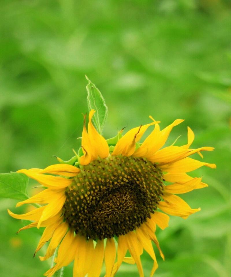 葵花象征意义是什么？葵花的寓意和象征有哪些？