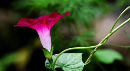 喇叭花的花语是什么？它的寓意有哪些常见问题？