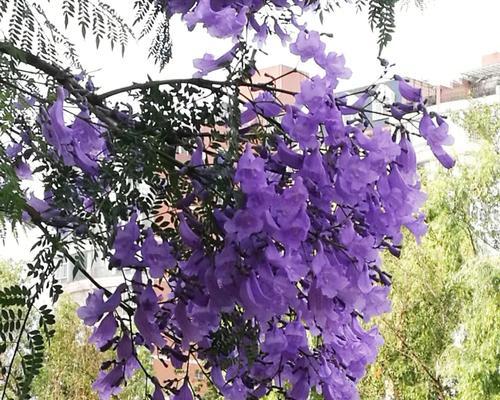 蓝花楹的花语代表什么？蓝花楹寓意有哪些常见问题解答？