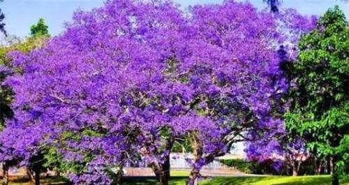 蓝花楹的花语代表什么？蓝花楹寓意有哪些常见问题解答？
