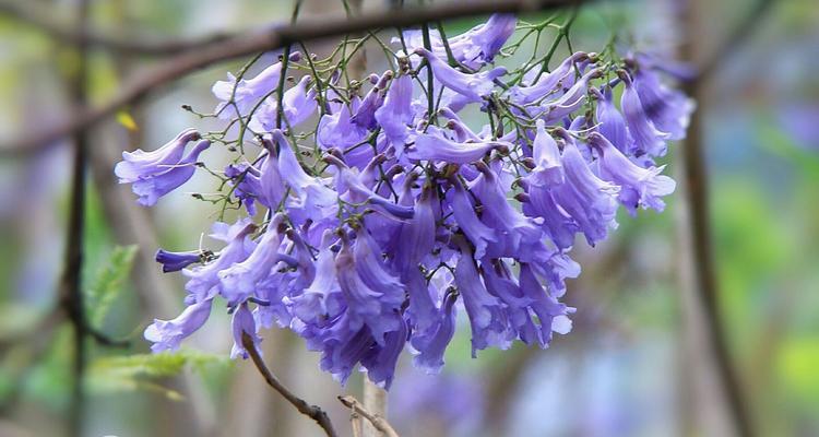 蓝花楹的花语代表什么？蓝花楹寓意有哪些常见问题解答？