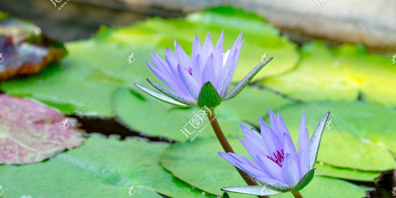 蓝莲花代表什么人？蓝莲花的象征意义有哪些？