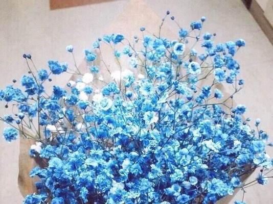 蓝色满天星的花语是什么？如何正确解读它的含义？