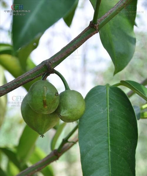李亚科代表植物的主要特征是什么？如何识别李亚科植物？