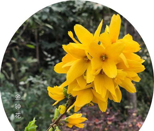 连翘花象征着什么？连翘花的寓意有哪些常见问题？