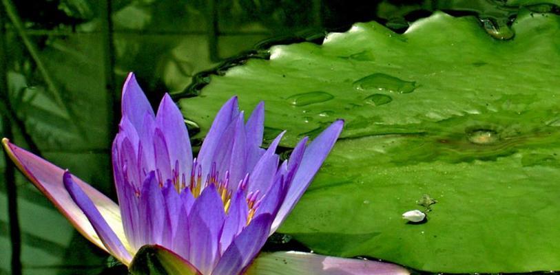 莲花在生肖文化中代表哪个生肖？如何解读其象征意义？