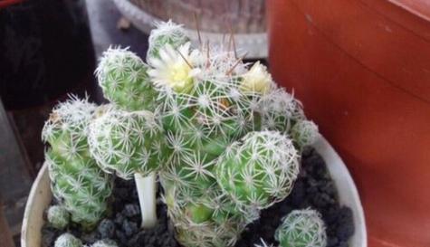 琉璃翠的花语是什么？琉璃翠代表了哪些美好寓意？