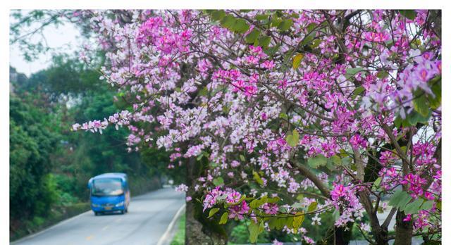 柳州市花洋紫荆象征什么？寓意有哪些？