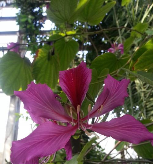 柳州市花洋紫荆象征什么？寓意有哪些？