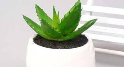 芦荟的象征意义是什么？芦荟在文化中有哪些寓意？