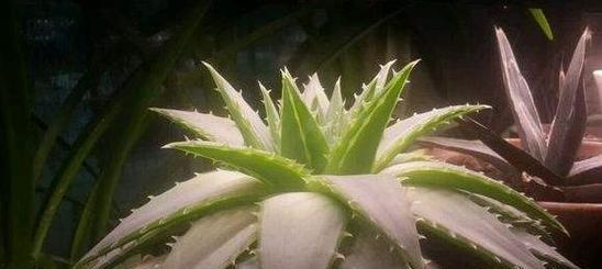 芦荟花语象征与寓意代表含义是什么？如何理解芦荟的花语？