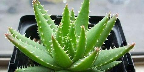 芦荟开花的样子和寓意是什么？